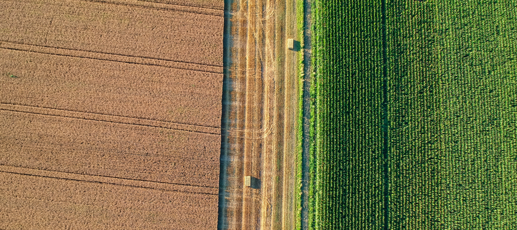 Aerial view of a divided farmland with a brown plowed field on the left and a lush green crop on the right. A narrow dirt path separates the two.